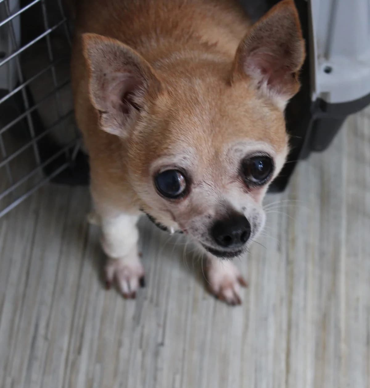 Flaubert, male senior Chihuahua for adoption at Action 4 Pets, France