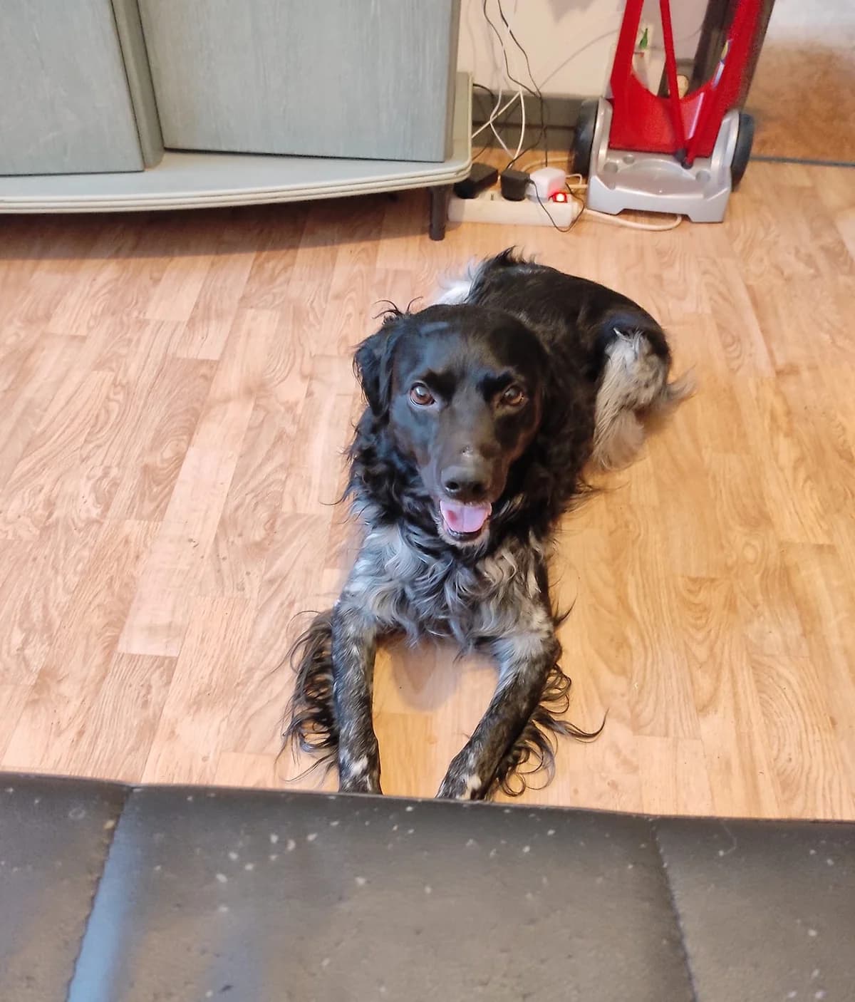 Igor, male senior Brittany Spaniel for adoption at Action 4 Pets, France