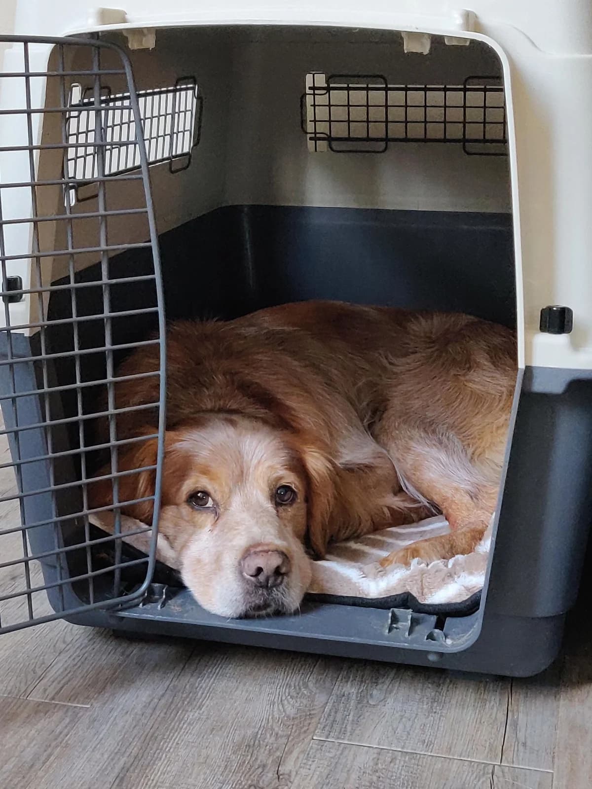 Gommette, male Brittany Spaniel for adoption at Action 4 Pets, France