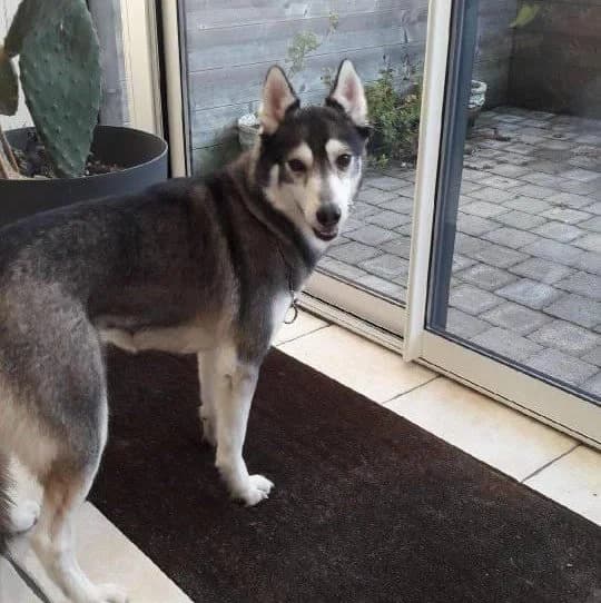 Ōkami, female young Husky for adoption at Action 4 Pets, France