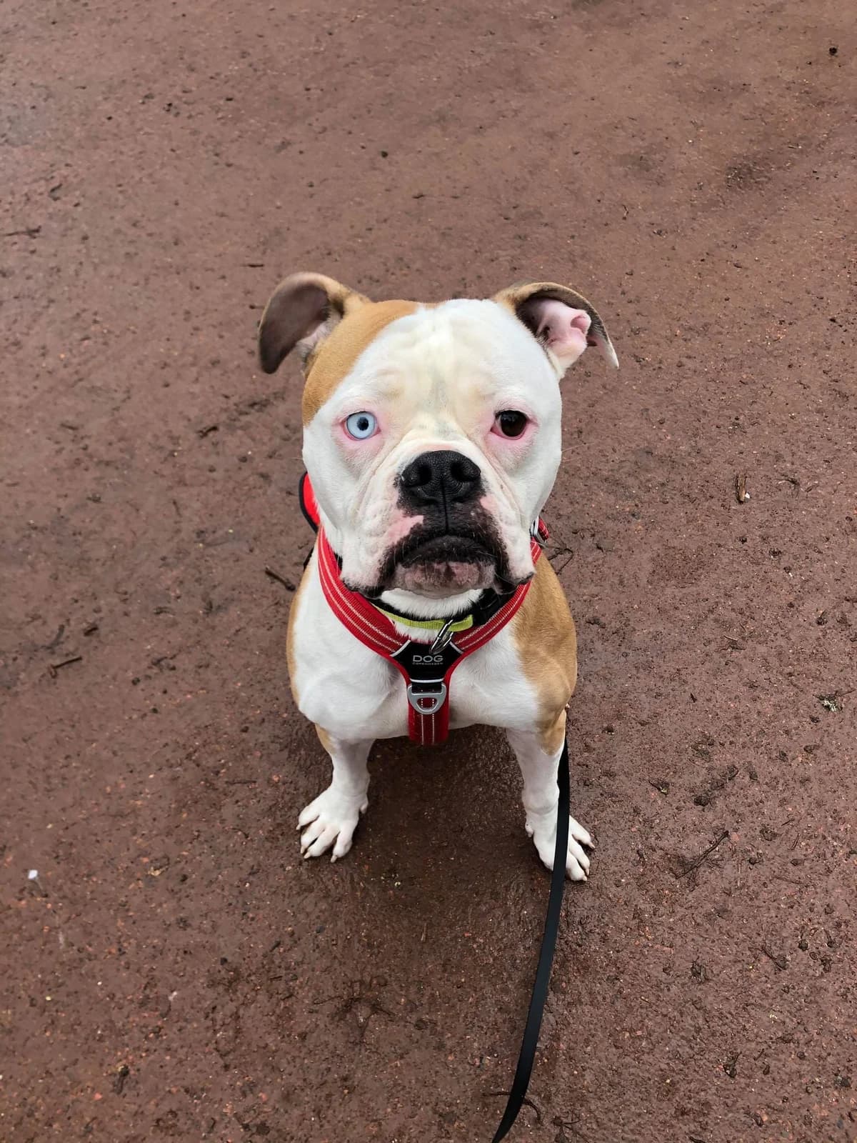 Pharos, male English Bulldog for adoption at Action 4 Pets, France