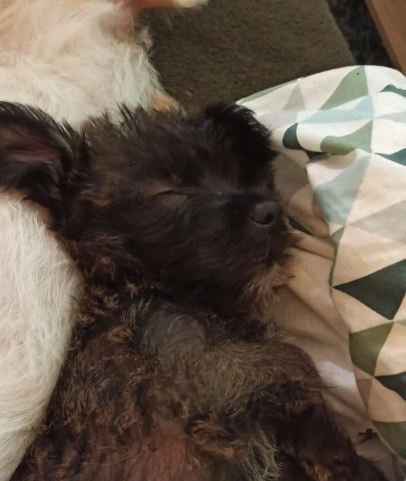 Rainy, female Yorkshire Terrier for adoption at Action 4 Pets, France