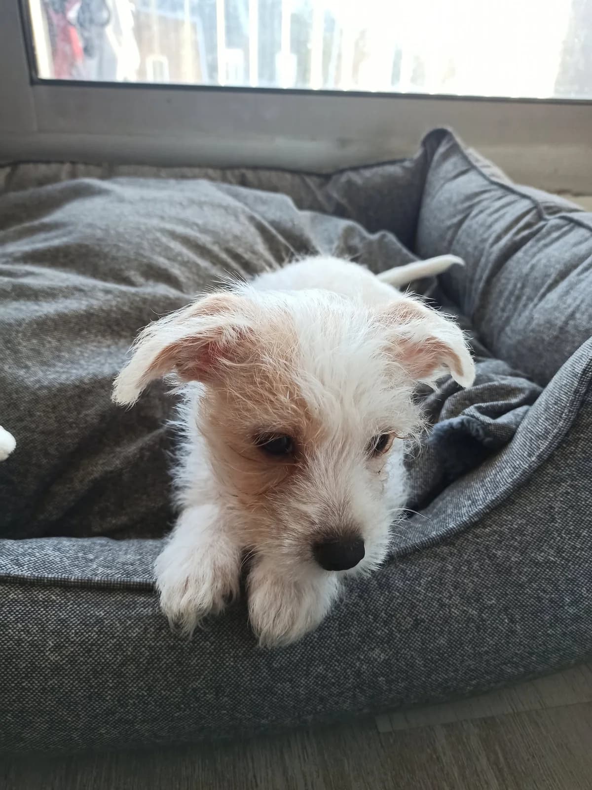Roof, male Yorkshire Terrier for adoption at Action 4 Pets, France