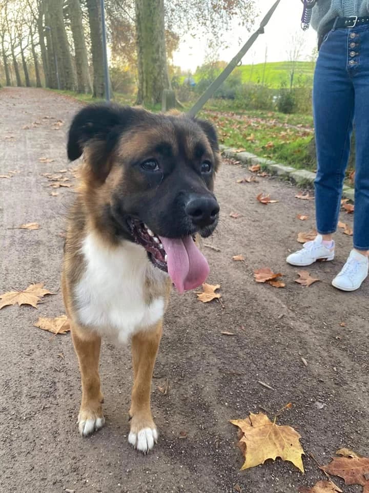 Poppy, male 7yo mixed breed for adoption at Action 4 Pets, France