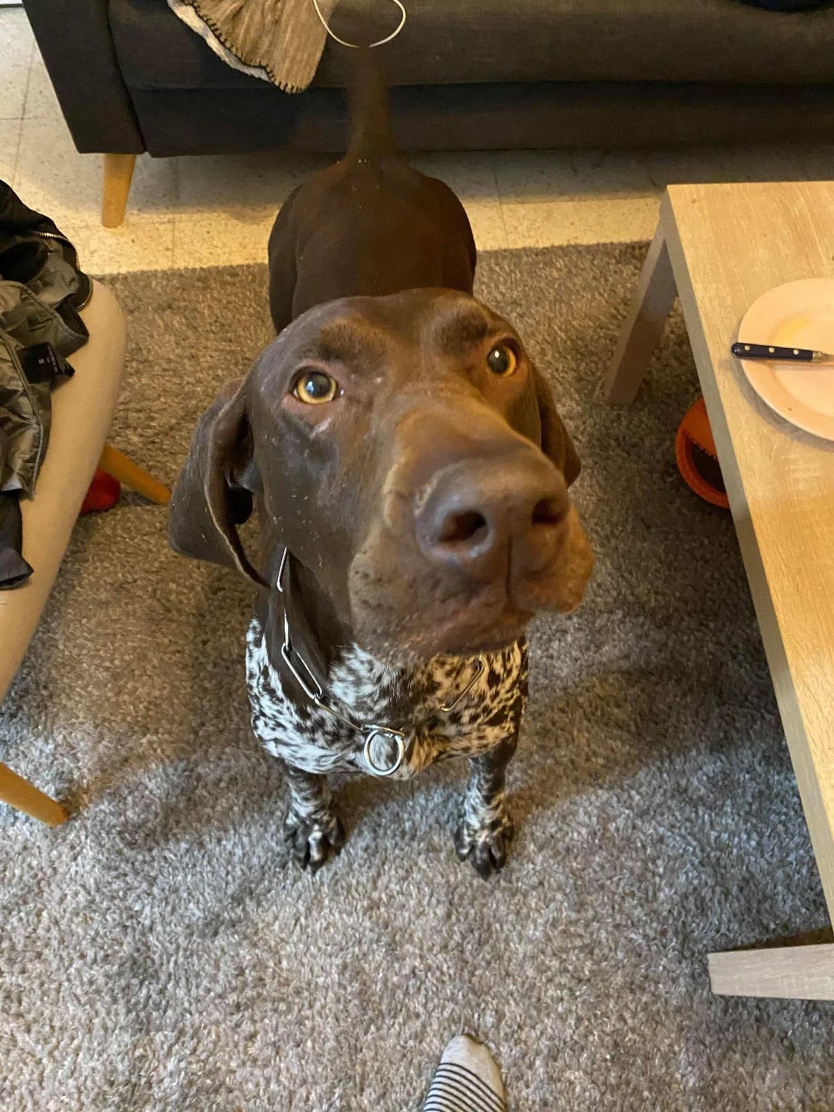 Lush, female senior German Shorthaired Pointer for adoption at Action 4 Pets, France