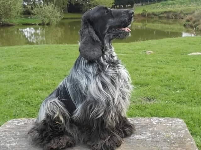 Fastoche, male senior Cocker Spaniel for adoption at Action 4 Pets, France