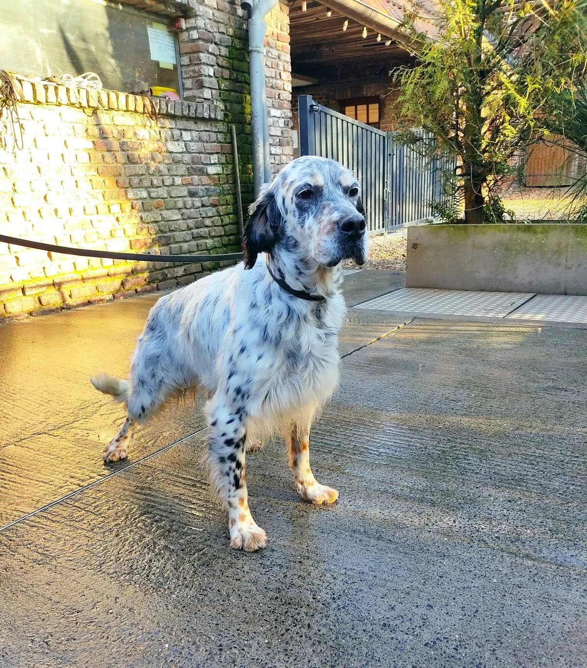 Grimm, male senior English Setter for adoption at Action 4 Pets, France