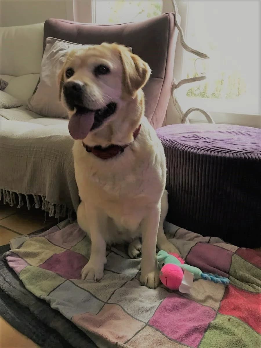 Joss, female senior Labrador Retriever for adoption at Action 4 Pets, France