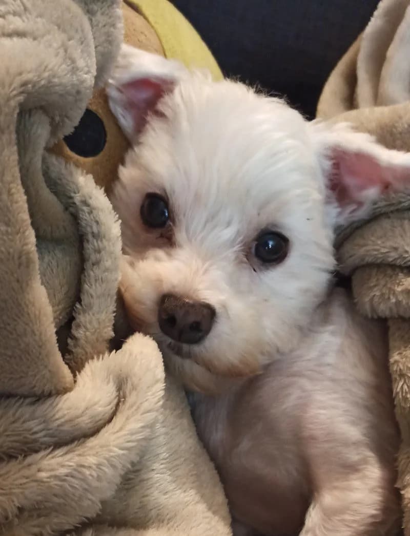 June, female Maltese for adoption at Action 4 Pets, France