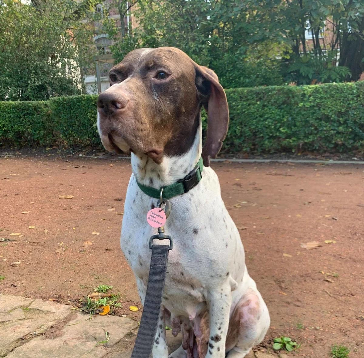 Lottie, female Pointer for adoption at Action 4 Pets, France