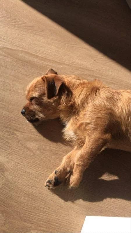 Robert, male Yorkshire Terrier for adoption at Action 4 Pets, France