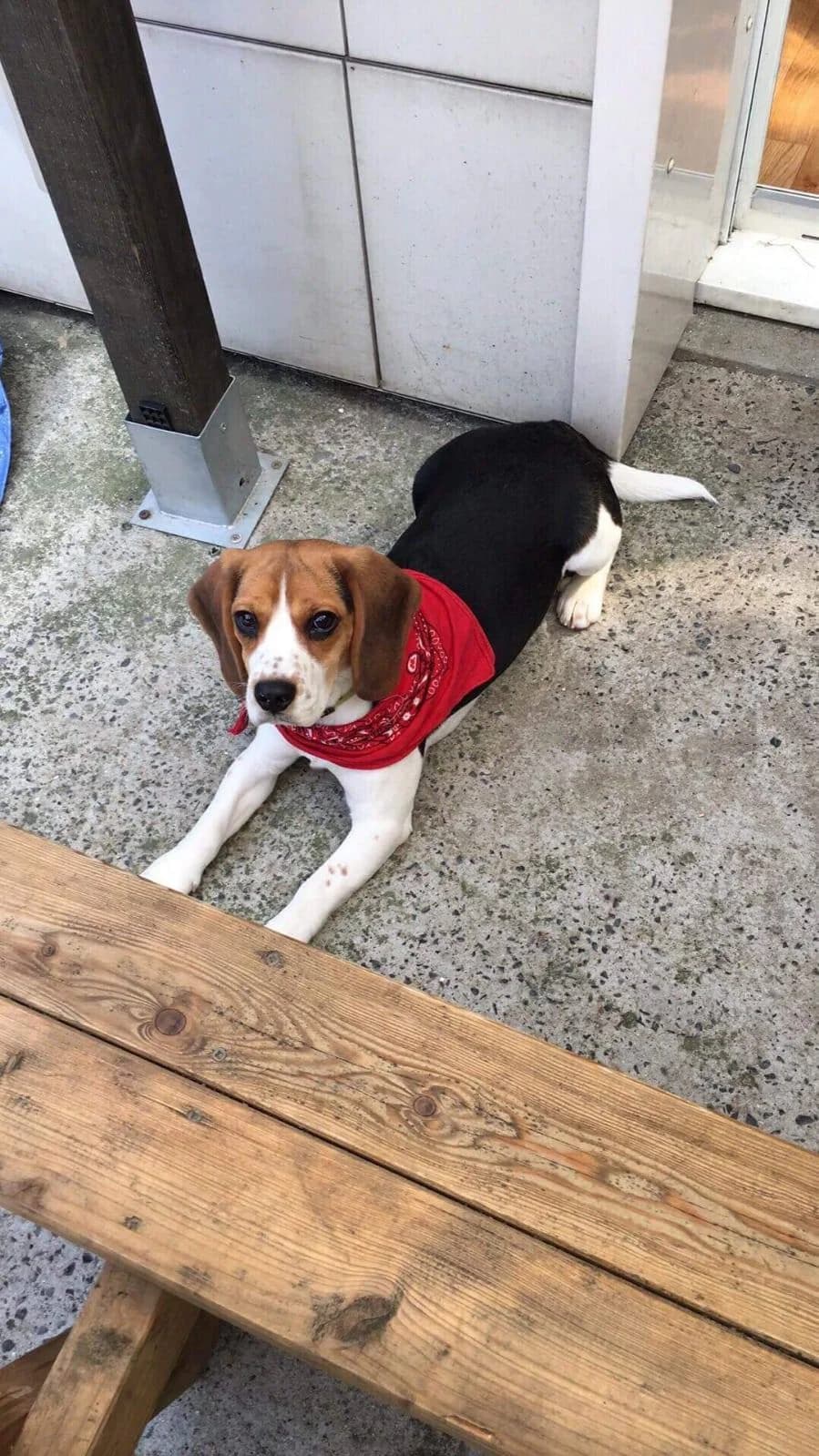 Nala, female Beagle for adoption at Action 4 Pets, France