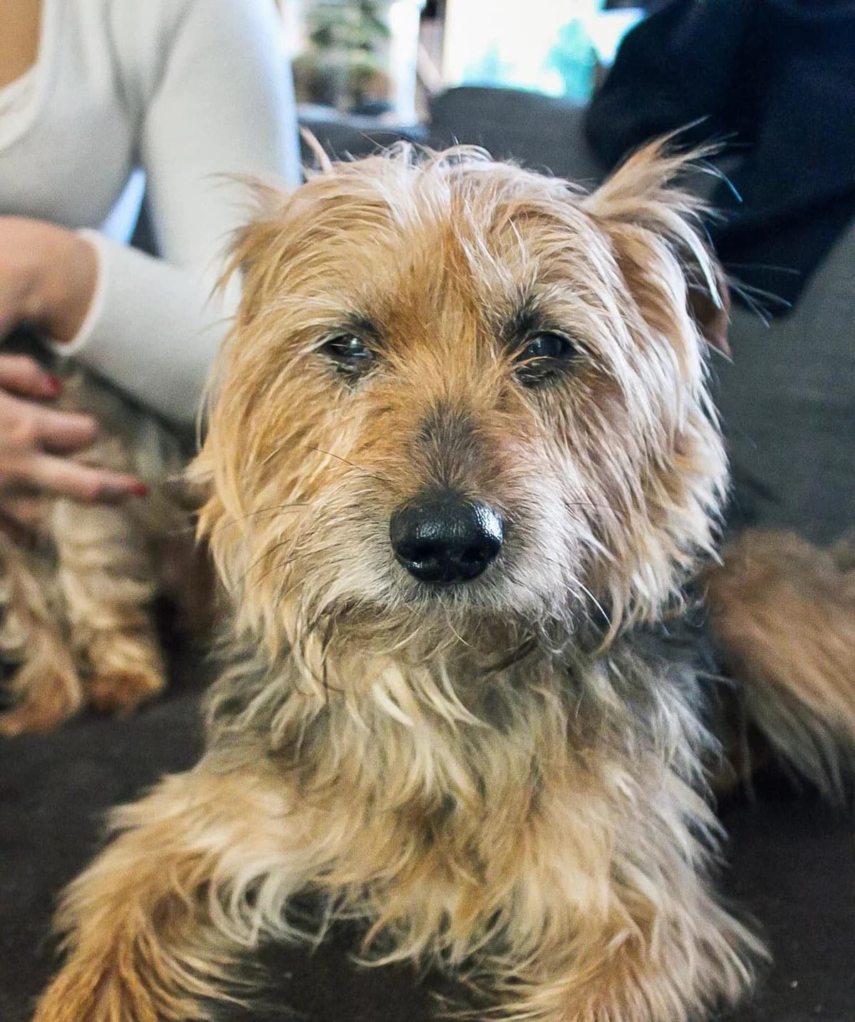 Floki, male Yorkshire Terrier for adoption at Action 4 Pets, France