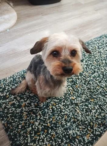 Matisse, male Yorkshire Terrier for adoption at Action 4 Pets, France