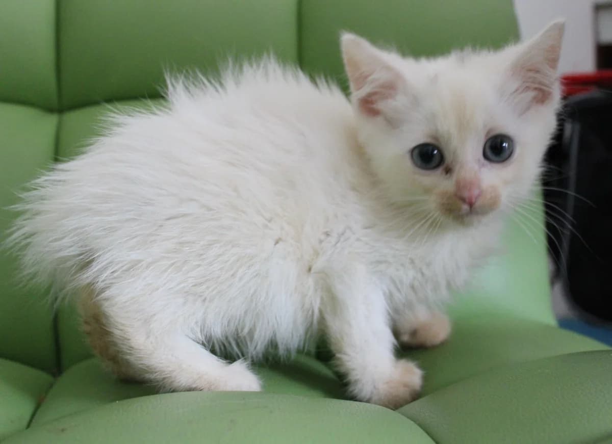 Sidh, male 5yo European Shorthair for adoption at Action 4 Pets, action 4 pets
