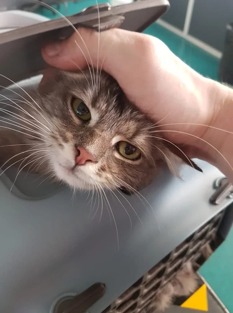 Rhapsodie, female 6yo European Shorthair for adoption at Action 4 Pets, action 4 pets
