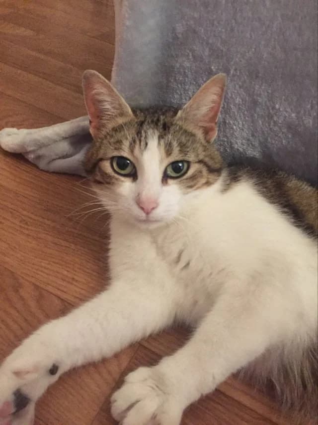 Reaïa, female 6yo European Shorthair for adoption at Action 4 Pets, action 4 pets