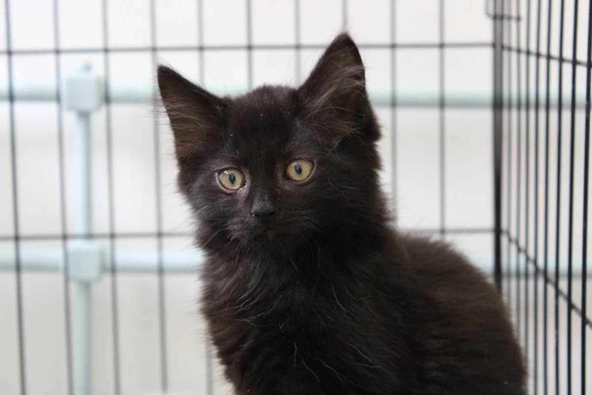 Stolas, male 5yo European Shorthair for adoption at Action 4 Pets, action 4 pets