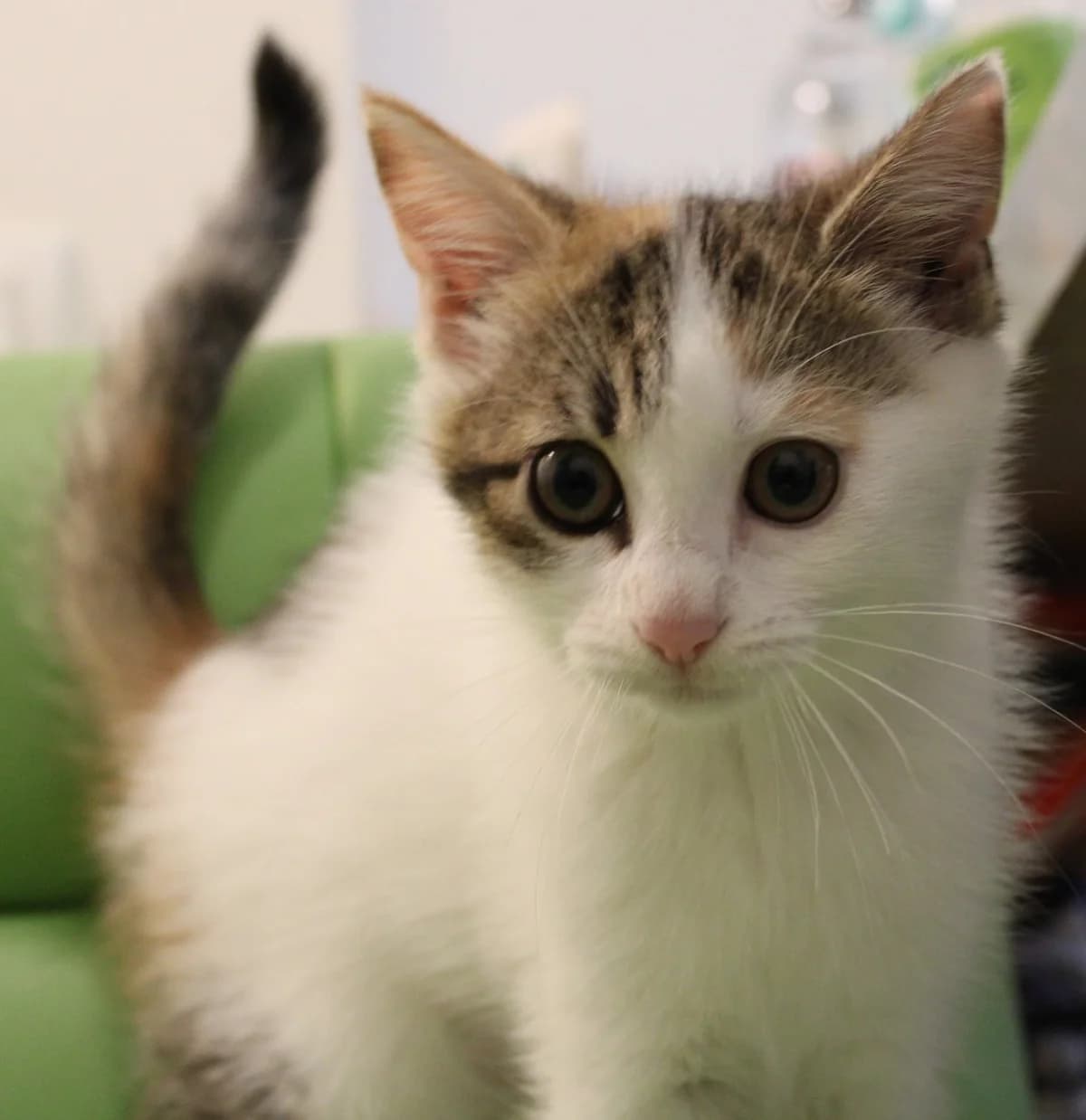 Sangria, female 5yo European Shorthair for adoption at Action 4 Pets, action 4 pets