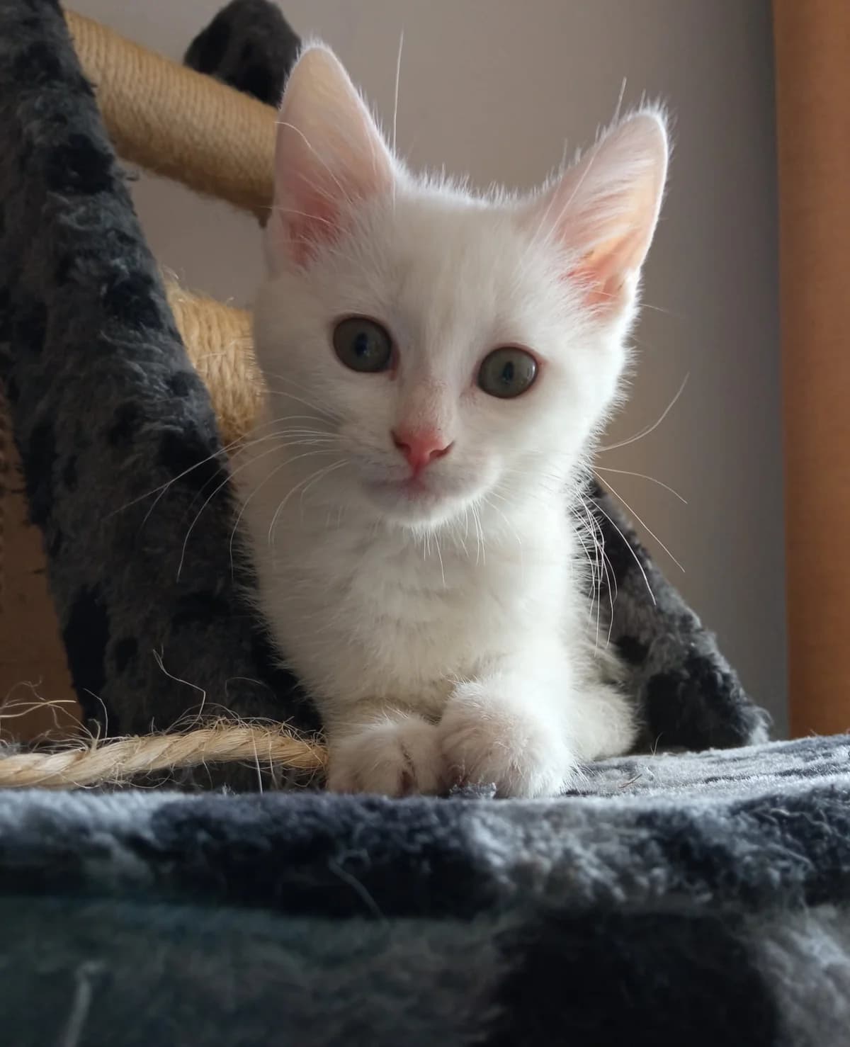 Surimi, female 5yo European Shorthair for adoption at Action 4 Pets, action 4 pets