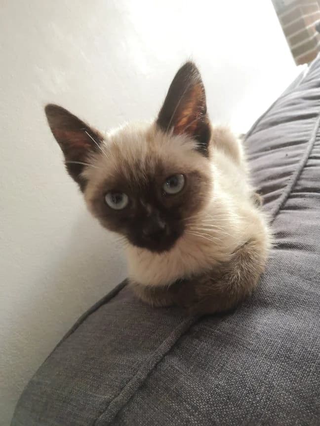 Sputnik, male 5yo Siamese for adoption at Action 4 Pets, France