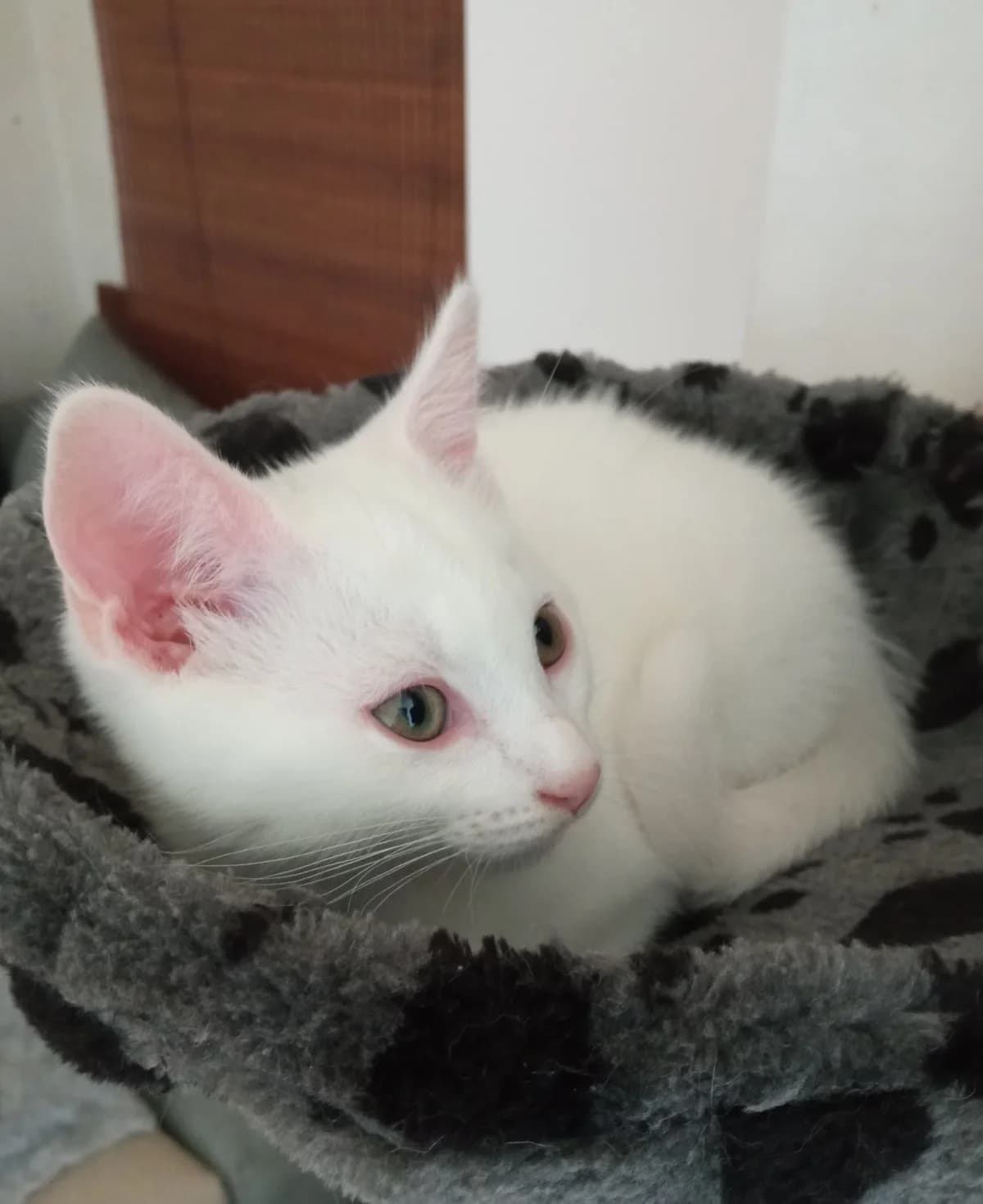 Saké, male 5yo European Shorthair for adoption at Action 4 Pets, action 4 pets