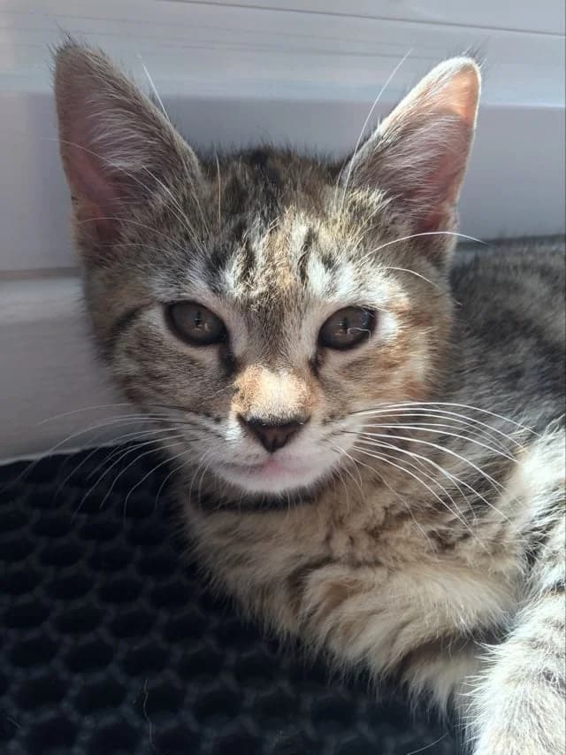 Shalisha, female 5yo European Shorthair for adoption at Action 4 Pets, action 4 pets