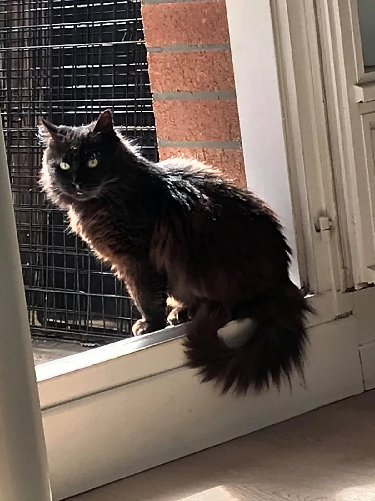 Nébuleuse, female senior European Shorthair for adoption at Action 4 Pets, action 4 pets