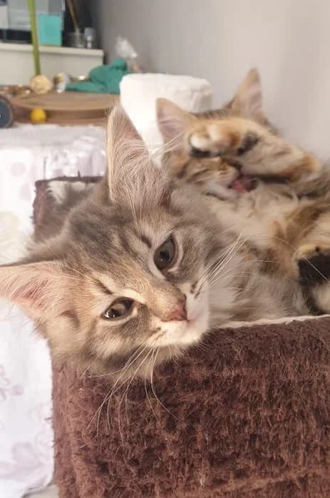 Shalimar, female 5yo European Shorthair for adoption at Action 4 Pets, action 4 pets
