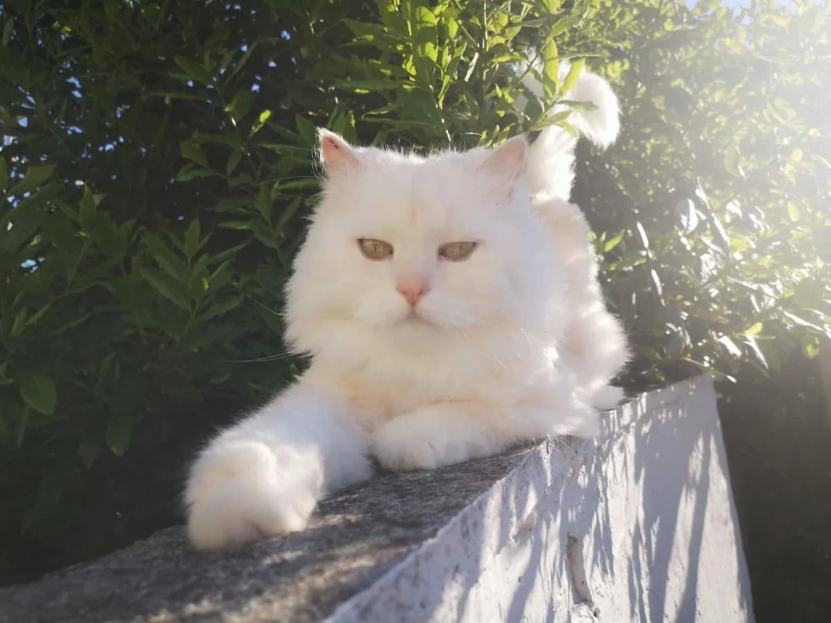 Harvey, male senior Persian for adoption at Action 4 Pets, action 4 pets