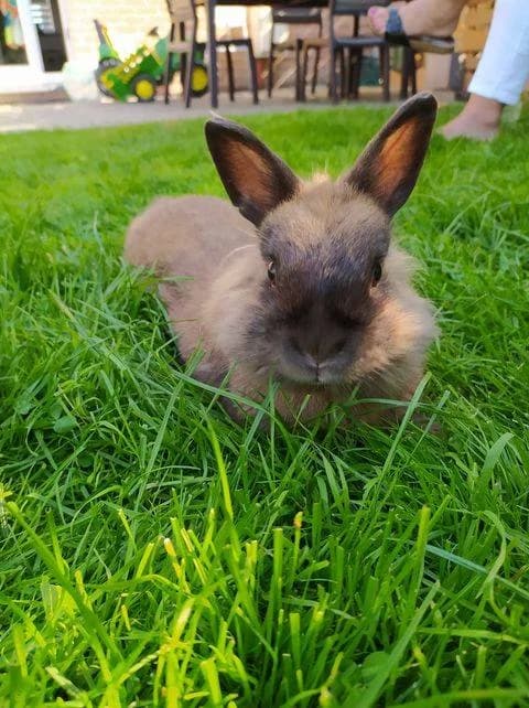 Najin, male mixed breed for adoption at Action 4 Pets, France