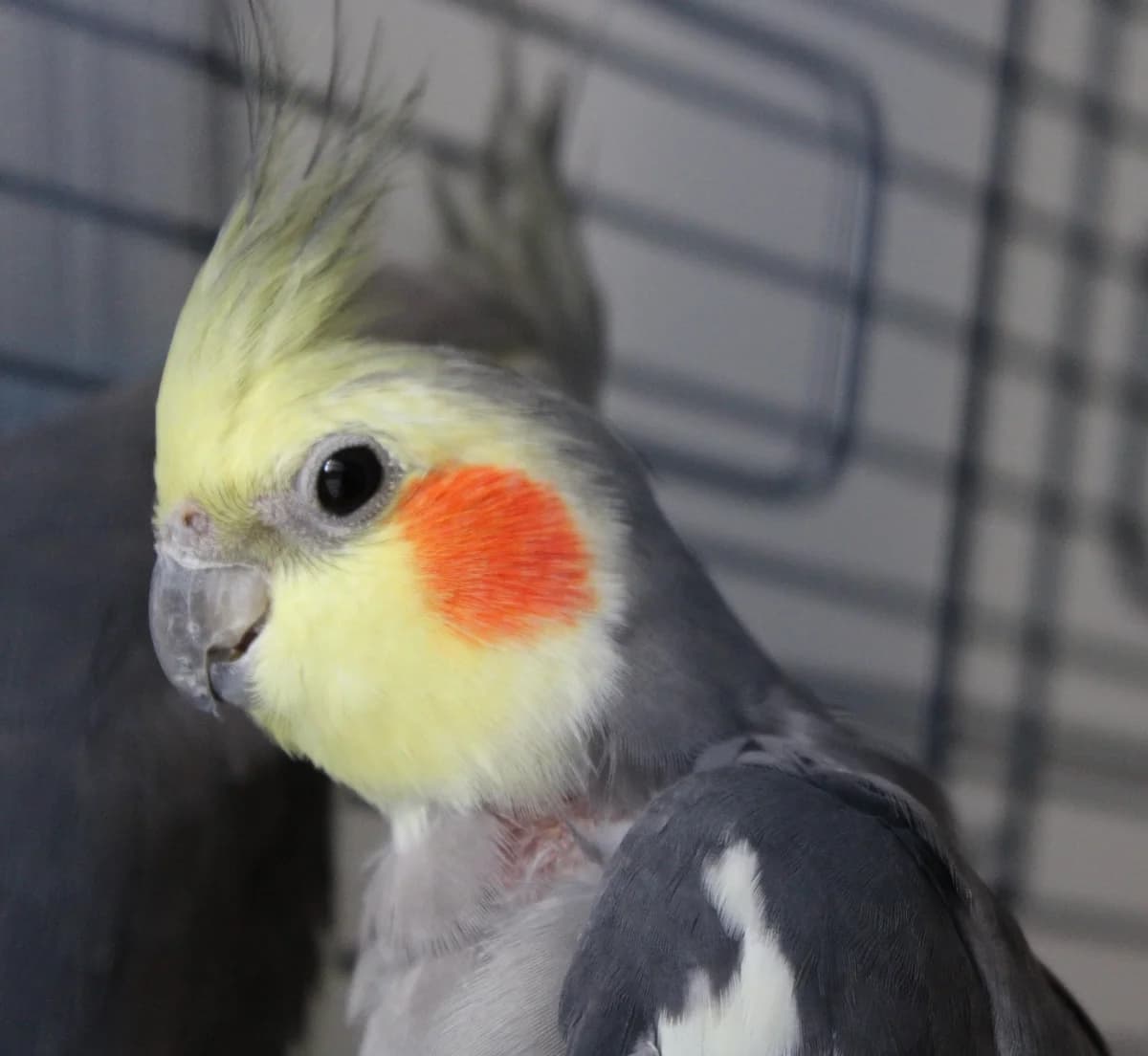 Rusham, male mixed breed for adoption at Action 4 Pets, France