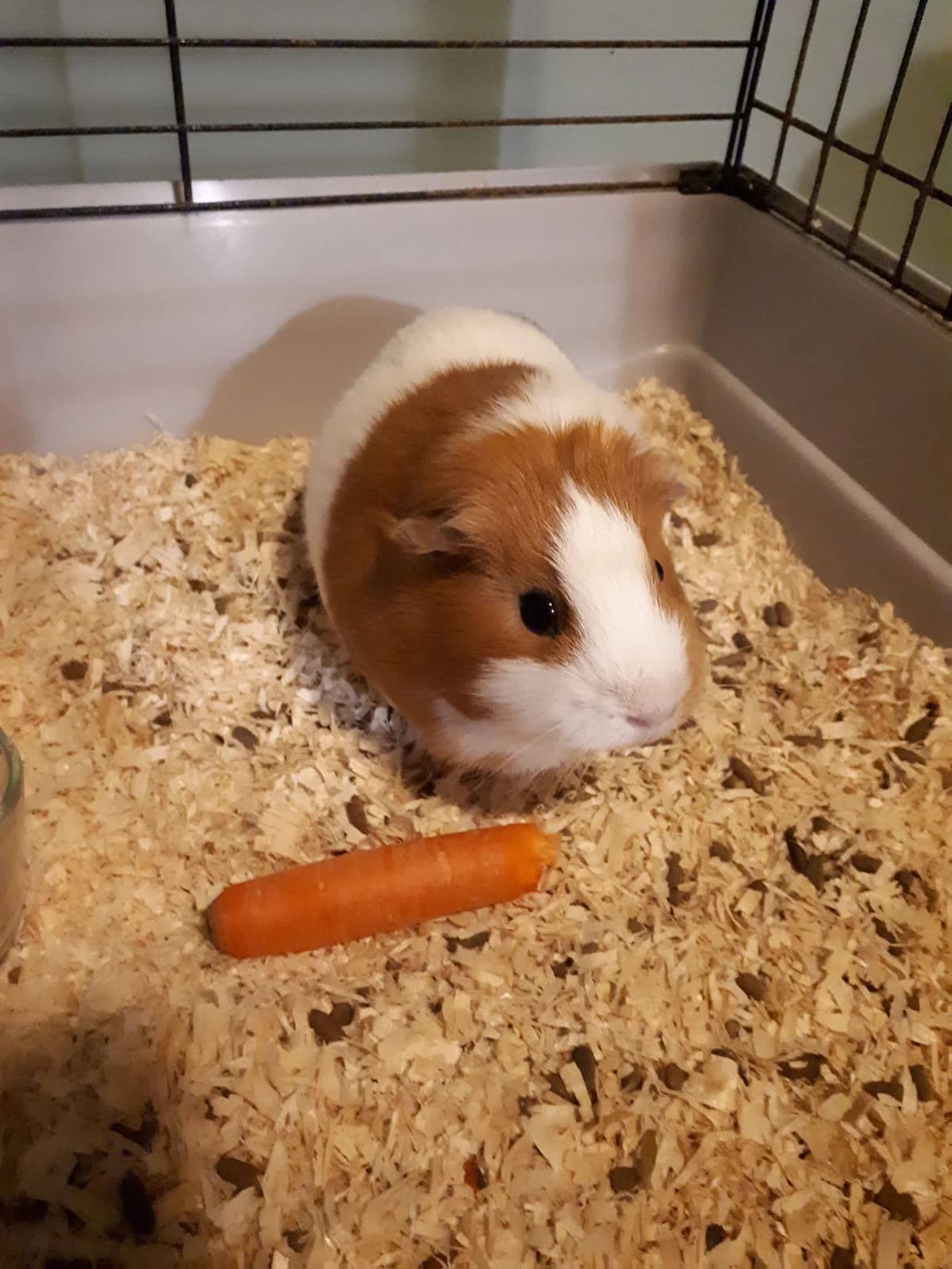 Laury, female senior mixed breed for adoption at Action 4 Pets, France