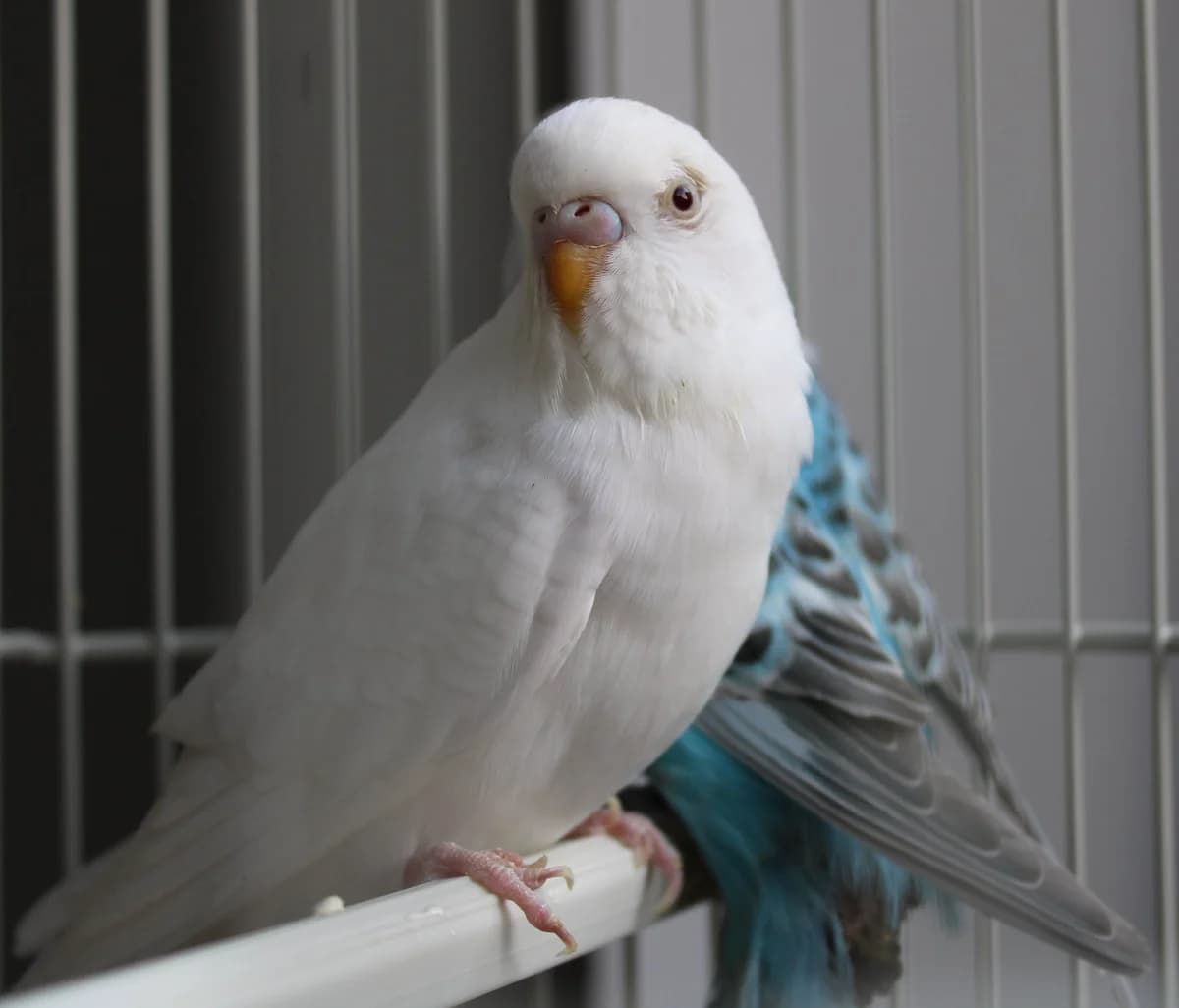Panna, female 5yo mixed breed for adoption at Action 4 Pets, France