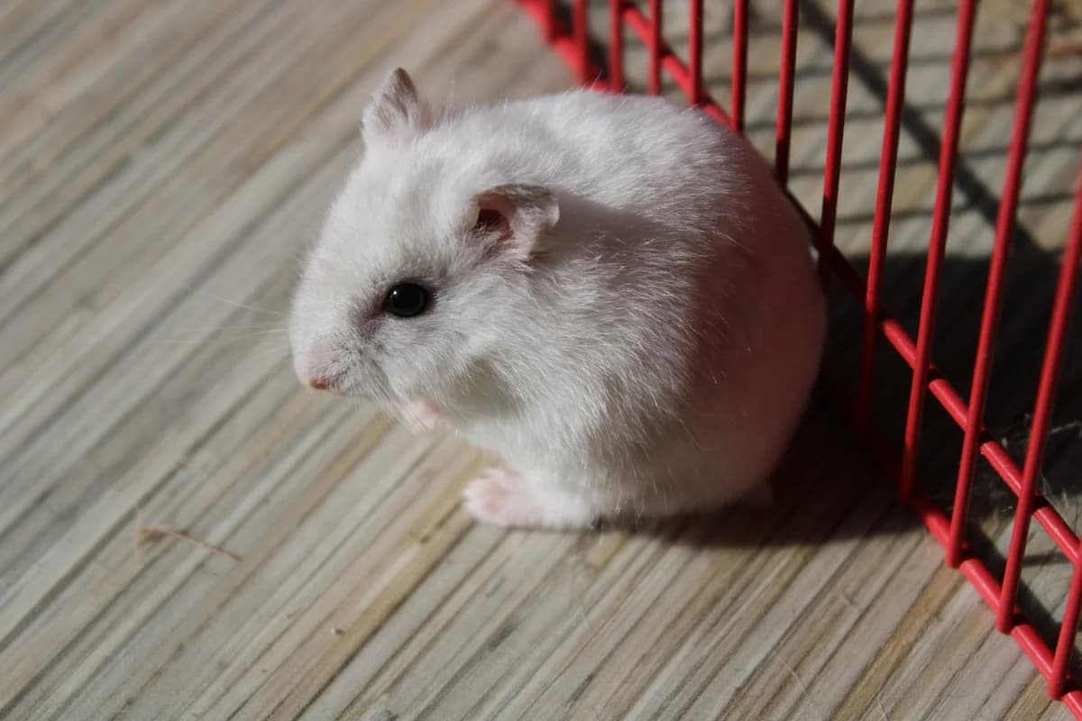 Rongrigou,  mixed breed for adoption at Action 4 Pets, France