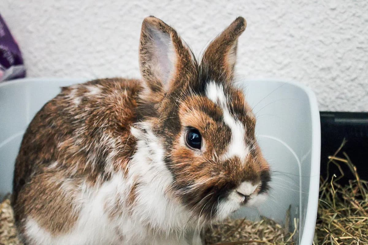 Peonio, male mixed breed for adoption at Action 4 Pets, France