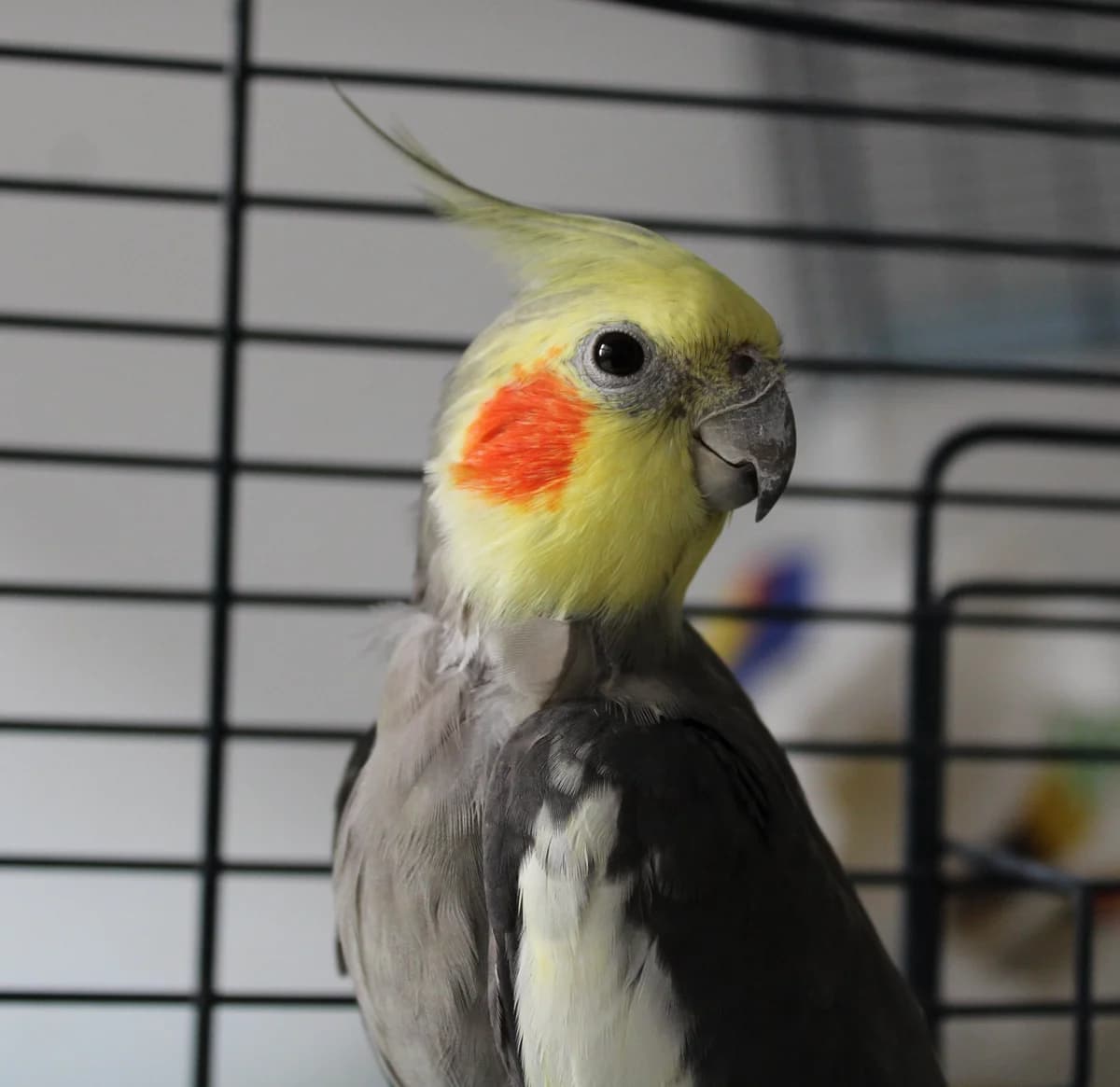 Ōtani, male young mixed breed for adoption at Action 4 Pets, France