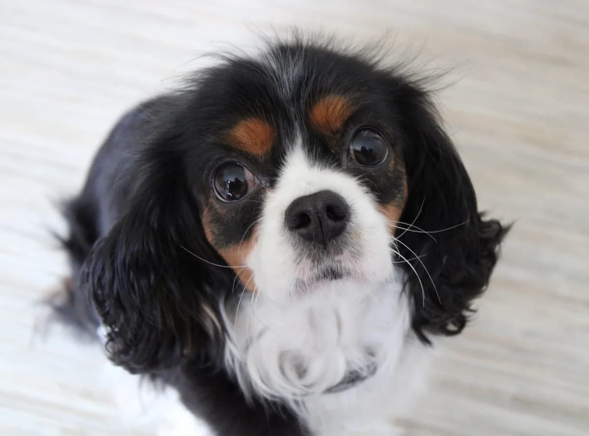 Livny, female 5yo Cavalier King Charles Spaniel for adoption at Action 4 Pets, France