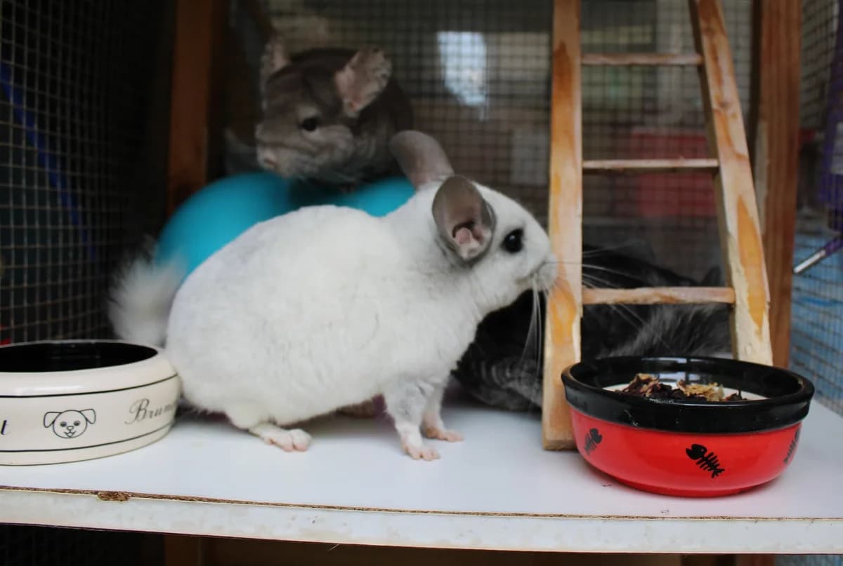 Mokona, female senior mixed breed for adoption at Action 4 Pets, France