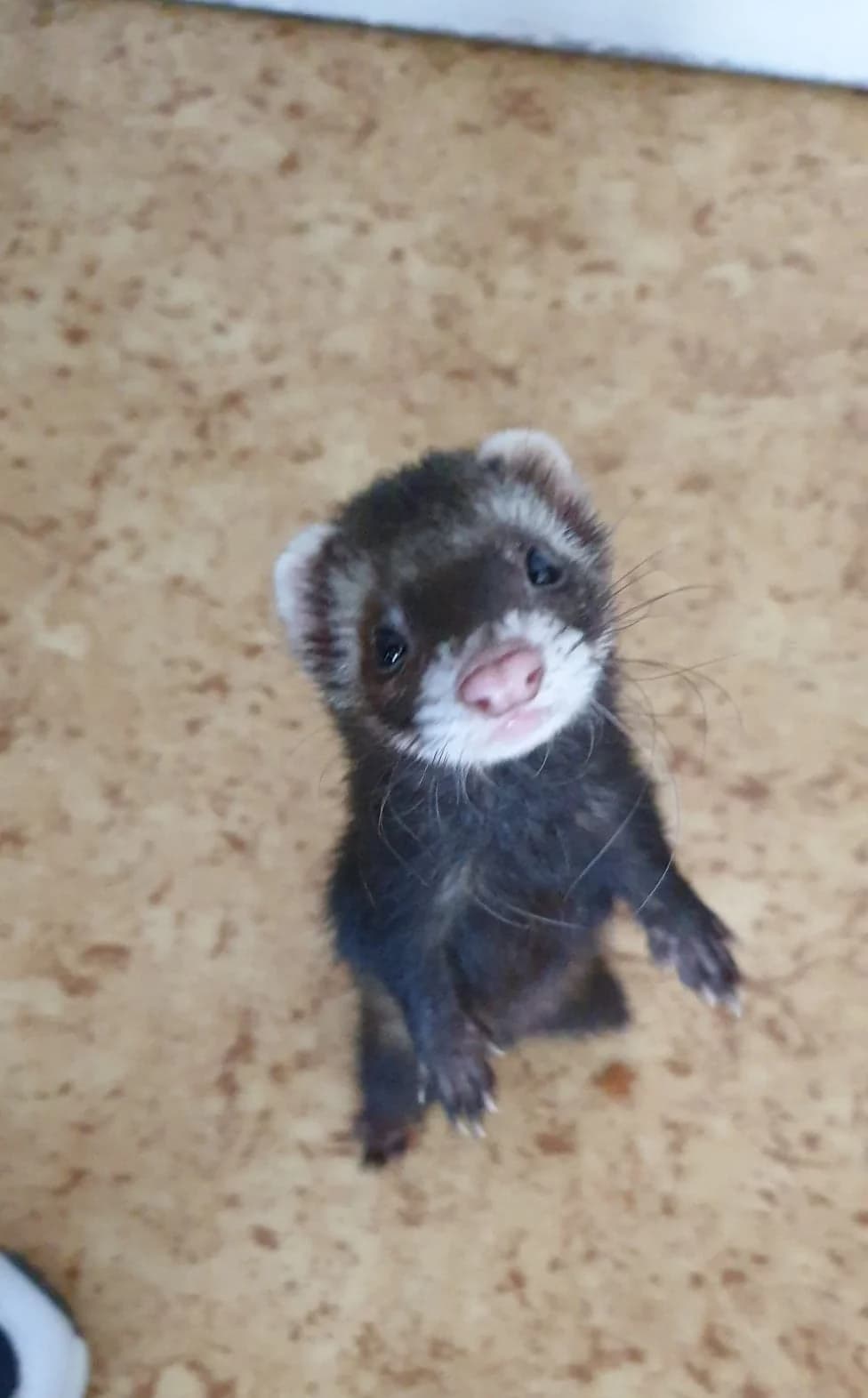 Piccalilli, female 7yo mixed breed for adoption at Action 4 Pets, France