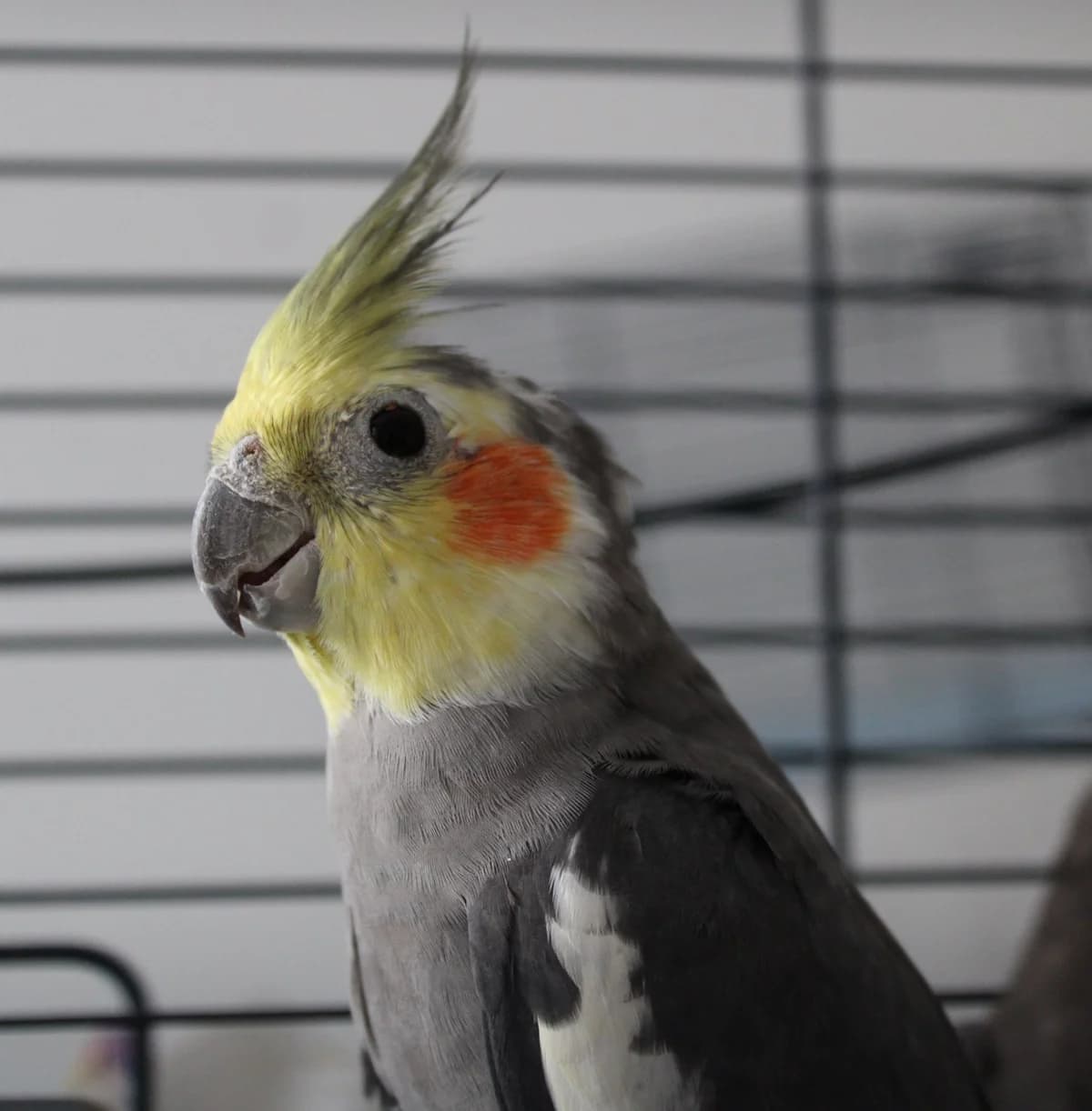 Rackham, male mixed breed for adoption at Action 4 Pets, France