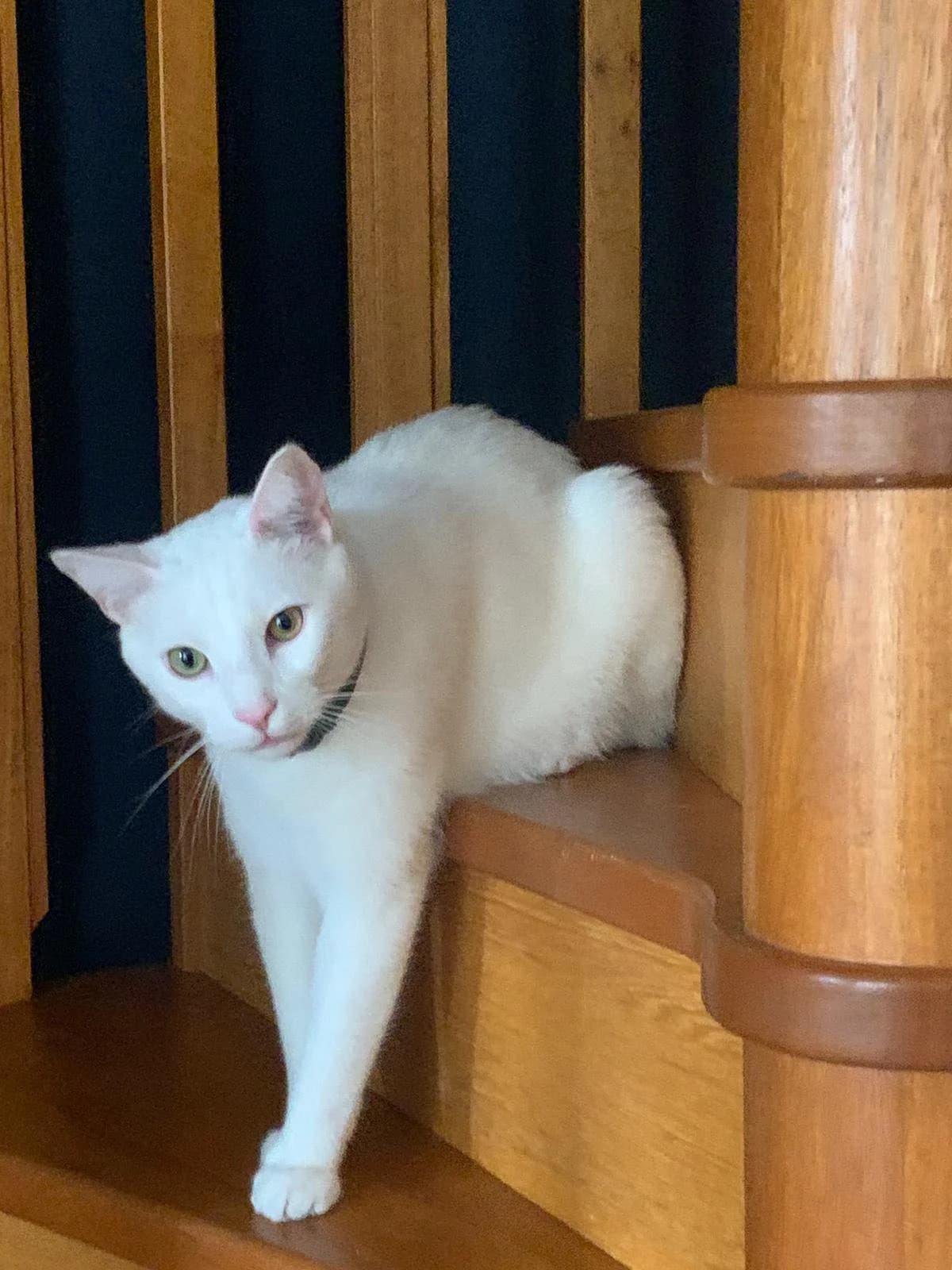Neige, male senior European Shorthair for adoption at Action 4 Pets, action 4 pets