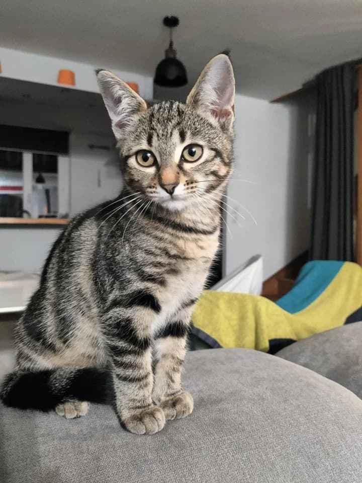 Sakura, female 5yo European Shorthair for adoption at Action 4 Pets, action 4 pets