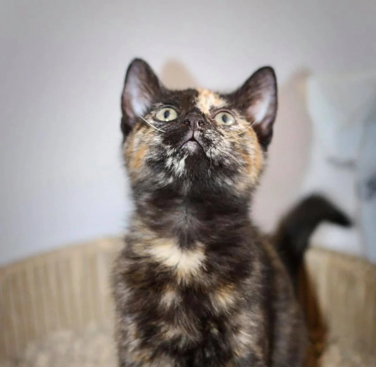 Selkie, female 5yo European Shorthair for adoption at Action 4 Pets, action 4 pets