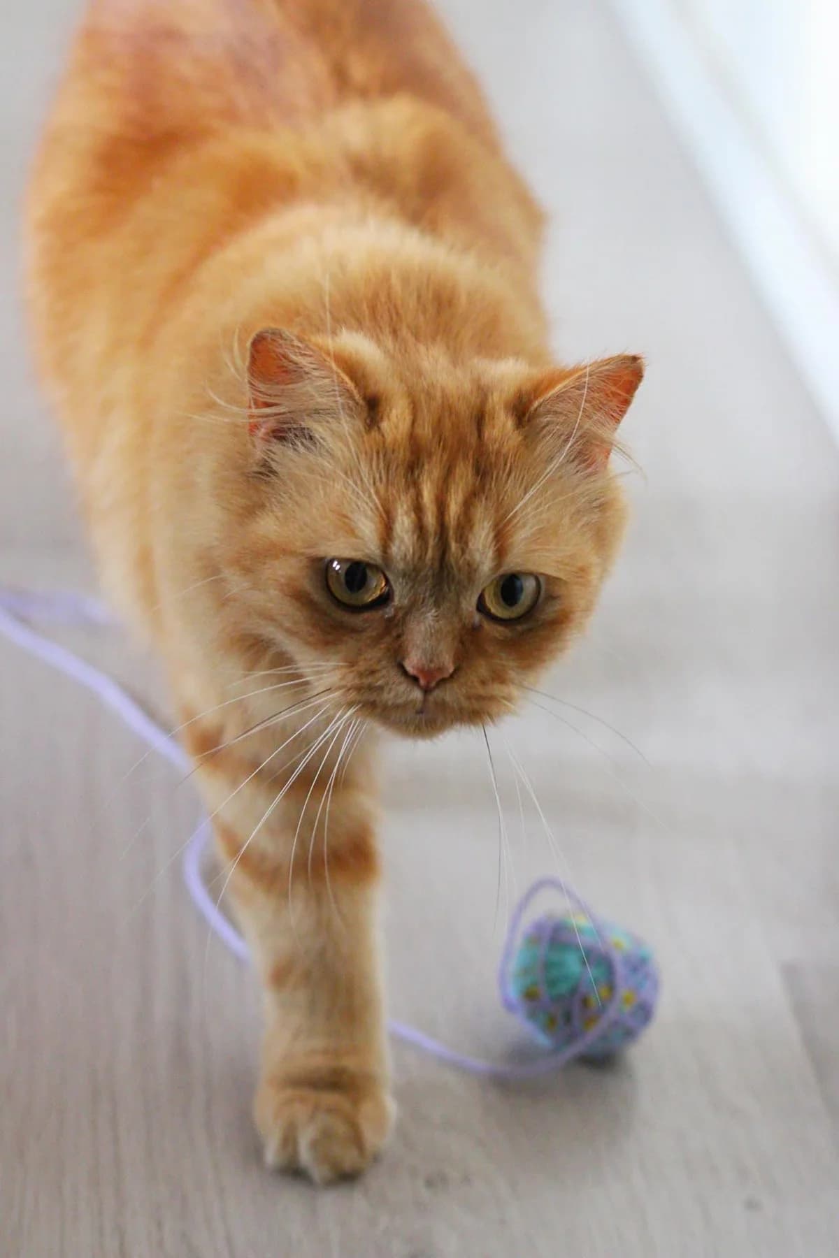 Péplum, male 7yo Persian for adoption at Action 4 Pets, action 4 pets