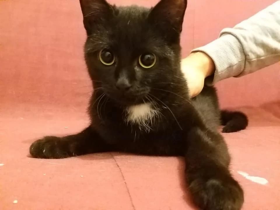 Saïgon, male 5yo European Shorthair for adoption at Action 4 Pets, action 4 pets