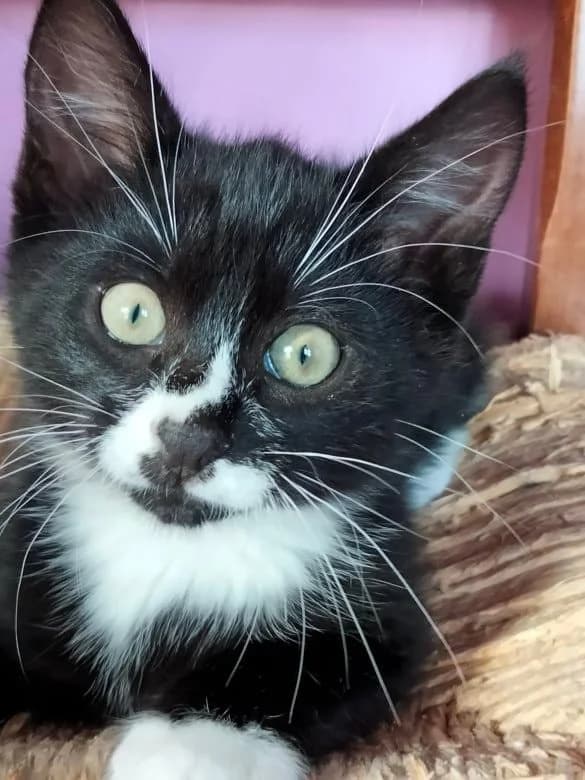 Shust, male 5yo European Shorthair for adoption at Action 4 Pets, action 4 pets