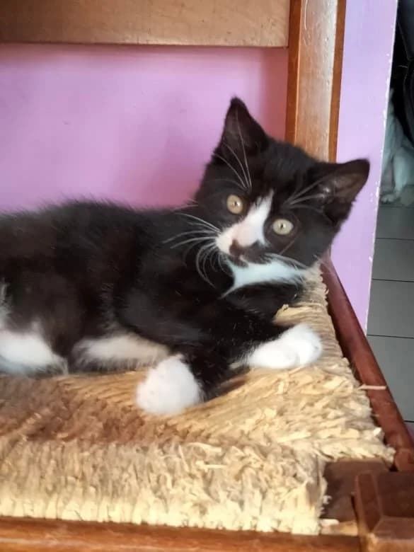 Starsky, male 5yo European Shorthair for adoption at Action 4 Pets, action 4 pets