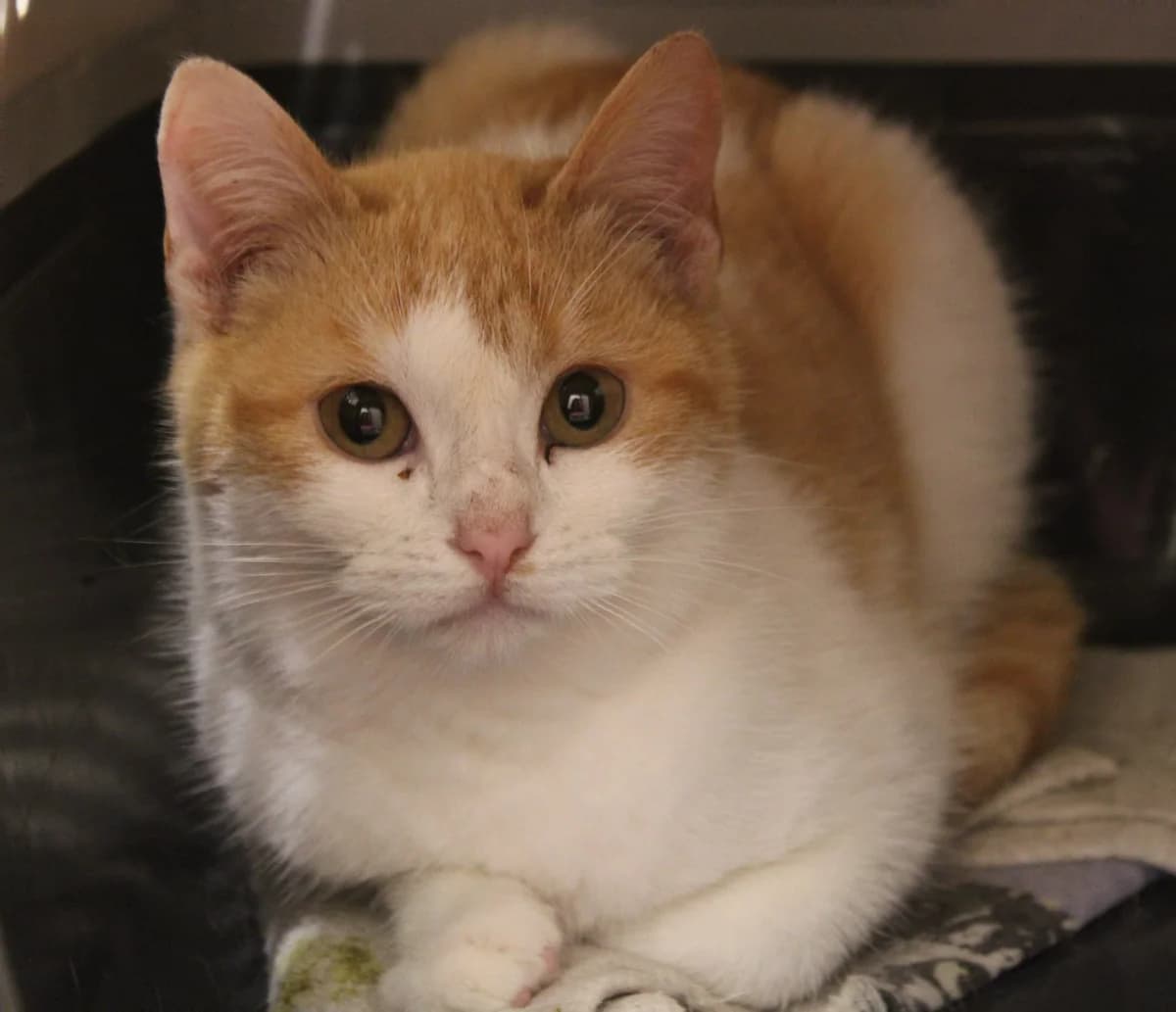 Samoussa, male 5yo European Shorthair for adoption at Action 4 Pets, action 4 pets