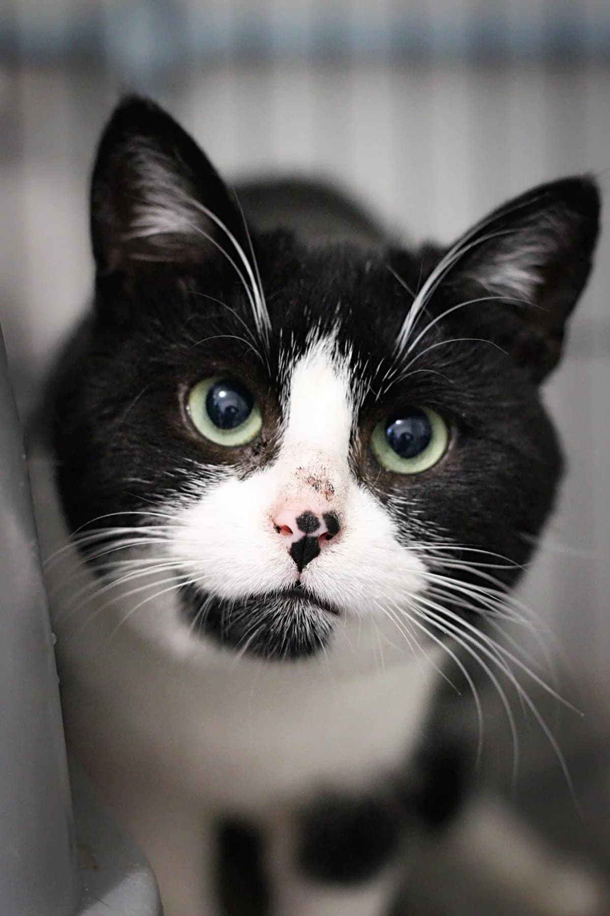 Risky, female 6yo European Shorthair for adoption at Action 4 Pets, action 4 pets